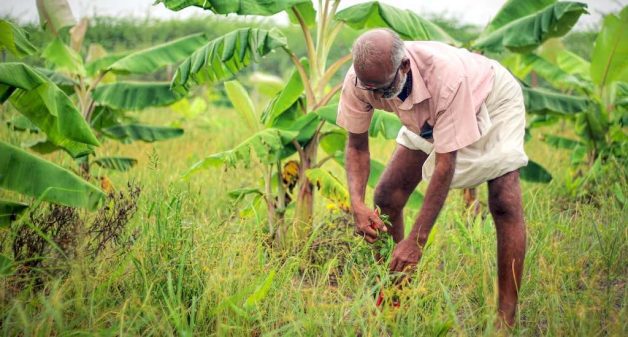 A food forest in the development phase, where farmer Thangavelu has been able to harvest a better yield from ground crops (Photo by Balasubramaniam N.)