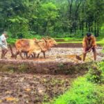 Reliable data at the farm level would help stakeholders across farm supply chain and increase the value share of farmers (Photo by Pixabay)