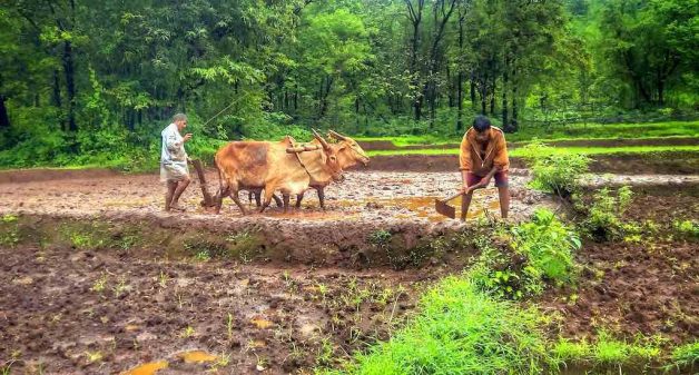 Reliable data at the farm level would help stakeholders across farm supply chain and increase the value share of farmers (Photo by Pixabay)