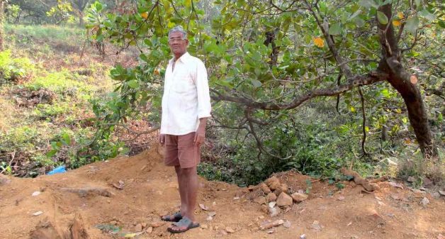 Monkeys transmit KFD virus when they descend on cashew farms. Cashew farmer Vasu Appa Gawas took six months to recuperate from monkey fever (Photo by Tarun Kanti Bose)