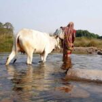 A woman crosses the Burhabalang River with her cow to avoid a 7km circuitous route (Photo by Manish Kumar)