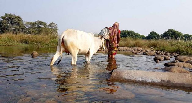 A woman crosses the Burhabalang River with her cow to avoid a 7km circuitous route (Photo by Manish Kumar)