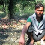 Apple growers suffering financial losses due to untimely snowfall in 2018, had suffered damages during the 2014 flooding as well (Photo by Athar Parvaiz)