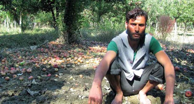 Apple growers suffering financial losses due to untimely snowfall in 2018, had suffered damages during the 2014 flooding as well (Photo by Athar Parvaiz)