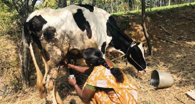 Shivamma, secretary of Stree Shakti women self-help group in Somlara village of Tumkur district who runs a milk collection sub-center, says collection has declined in the past one month due to drought (Photo by Nidhi Jamwal)