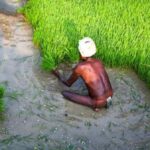 Basic income support will bring succor to farmers in times of stress (Photo by Nithi Anand)