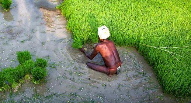 Basic income support will bring succor to farmers in times of stress (Photo by Nithi Anand)