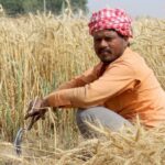 The government’s income support to small farmers may not be sustainable in the long run (Photo by Jeevan Singla)