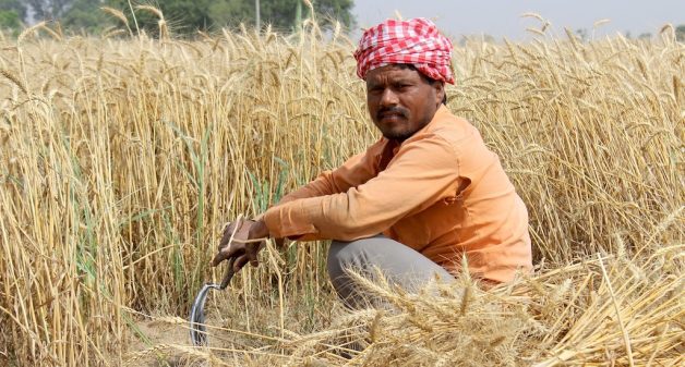 The government’s income support to small farmers may not be sustainable in the long run (Photo by Jeevan Singla)