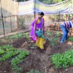 Nutrition gardens, such as the one cultivated by Alladini Bhanda and her husband Ashok in Ratanpur village, supply diverse and nutritious vegetables at no cost (Photo by Basudev Mahapatra)