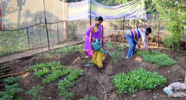 Nutrition gardens, such as the one cultivated by Alladini Bhanda and her husband Ashok in Ratanpur village, supply diverse and nutritious vegetables at no cost (Photo by Basudev Mahapatra)