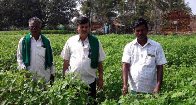 Kurubur Shantakumar, flanked by his farmer friends in a field of chia, the crop that has brought them good financial benefits (Photo by Hiren Kumar Bose)