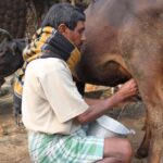 Dairy farming could yield rich dividends in the central and eastern tribal belts in the country (Photo by Flickr)