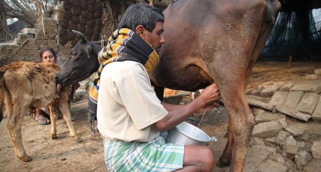 Dairy farming could yield rich dividends in the central and eastern tribal belts in the country (Photo by Flickr)
