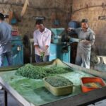 The soap-making unit of the Khadi and Gramodyog Sahakari Uttpadak Sangha in Hudali is known for its nominally priced Kutir soap made of anti-bacterial neem oil (Photo by Amoolya Rajappa)