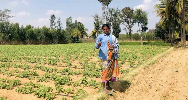 Manjula Amma's field next to Laxmisagar tank, where Bengaluru’s treated wastewater is stored, has sufficient water for irrigation (Photo by Nidhi Jamwal)