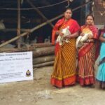 Overcoming odds, women sought help under bank linkage program and took to turkey rearing as a viable livelihood (Photo by Dhruba Das Gupta)