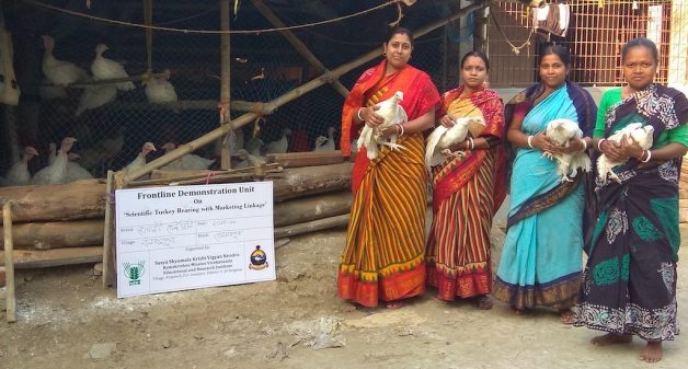 Overcoming odds, women sought help under bank linkage program and took to turkey rearing as a viable livelihood (Photo by Dhruba Das Gupta)