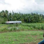 Broad bed and furrow system of land shaping has helped farmers like Sudhir Datta overcome the effects of extreme weather events and increase farm income (Photo by Sharada Balasubramanian)