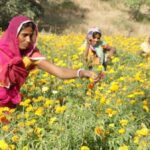 Women farmers who grow flowers harvest them for three months, increasing their household income (Photo by Manish Kumar Shukla)