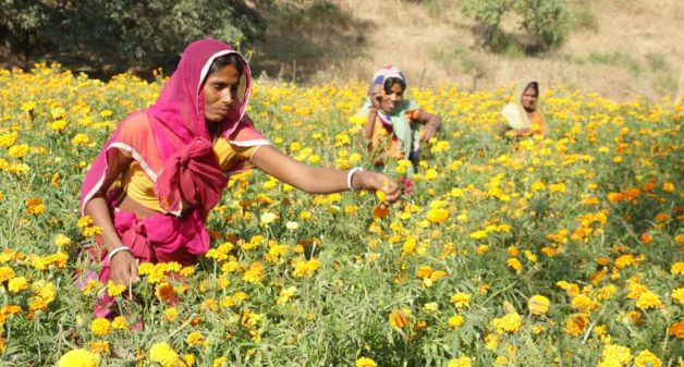 Women farmers who grow flowers harvest them for three months, increasing their household income (Photo by Manish Kumar Shukla)
