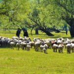 Merino sheep breeding helps maintaining a healthy stock and boosts wool and meat production (Photo by Athar Parvaiz)