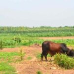 Many villages in the periphery of cities have taken to cultivating their farms with urban wastewater (Photo by Global Water Forum)