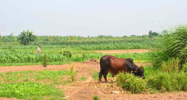 Many villages in the periphery of cities have taken to cultivating their farms with urban wastewater (Photo by Global Water Forum)