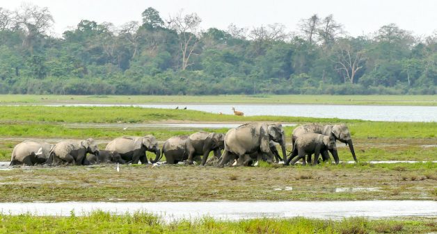 Large herds of elephants destroy paddy crops in Assam every year before harvest (Photo by Mike Pence)
