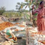 Gautam Bera’s wife is happy with the tomato harvest. Although farm productivity has increased after land shaping, local farmers are now facing challenges in tackling pest infestation (Photo by Dhruba Das Gupta)