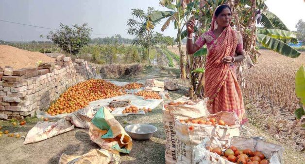 Gautam Bera’s wife is happy with the tomato harvest. Although farm productivity has increased after land shaping, local farmers are now facing challenges in tackling pest infestation (Photo by Dhruba Das Gupta)