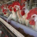 With poultry waste providing cooking fuel and natural fertilizer, Wados village has a sustainable poultry farming practice (Photo by Hiren Kumar Bose)