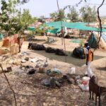 Fodder camps set up by the government and private organizations provide fodder and water and prevent distress sale of cattle by farmers (Photo by Varsha Torgalkar)