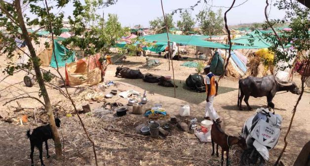 Fodder camps set up by the government and private organizations provide fodder and water and prevent distress sale of cattle by farmers (Photo by Varsha Torgalkar)