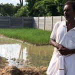 With the native Thooyamalli paddy saplings ready for transplantation, Govindasamy believed everything was under control (Photo by Sathya Anbajagane)