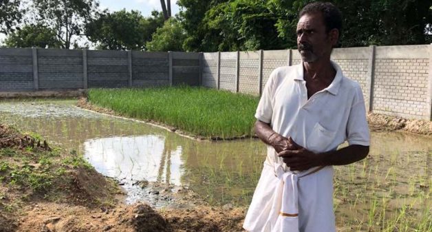 With the native Thooyamalli paddy saplings ready for transplantation, Govindasamy believed everything was under control (Photo by Sathya Anbajagane)