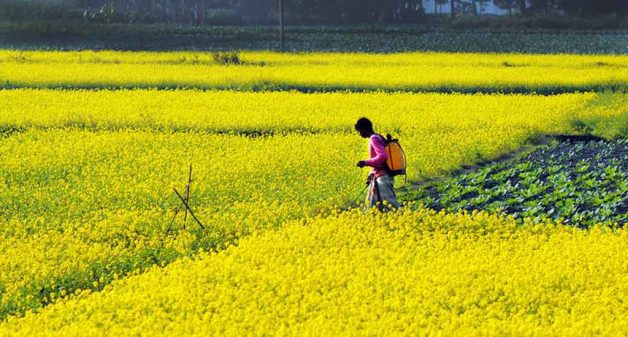 Farmers in predominantly upper caste hamlets are more aware of safety precautions, in using pesticides for instance, than in other hamlets (Photo by Ferdousi Begum)
