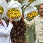 With the climatic conditions suited for date palms, farmers like Rajendra Deshmukh (right) have started growing dates from Kutch in Maharashtra’s Solapur (Photo by Hiren Kumar Bose)