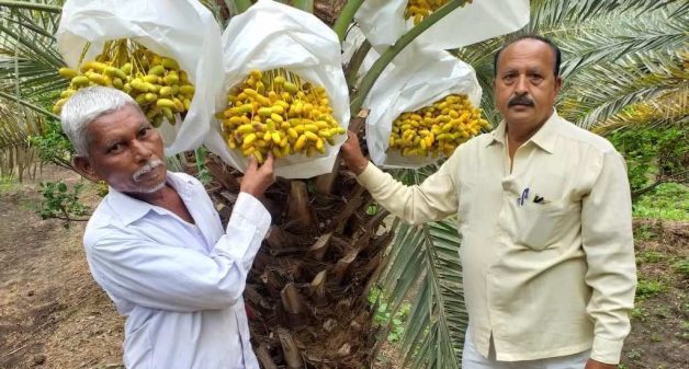 With the climatic conditions suited for date palms, farmers like Rajendra Deshmukh (right) have started growing dates from Kutch in Maharashtra’s Solapur (Photo by Hiren Kumar Bose)