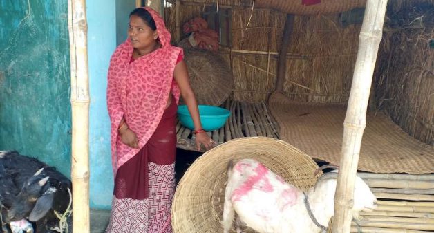 Pashu sakhis such as Phulchun Devi of Jhitkahi village help women rear goats by offering various services as para-veterinarians (Photo by AKRSPI)