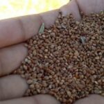Kodo millet stored by a farmer in Khamri in Panna, where most of the tribes have stopped millet cultivation (Photo by Saurav Vema)