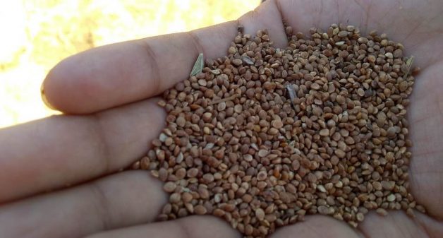 Kodo millet stored by a farmer in Khamri in Panna, where most of the tribes have stopped millet cultivation (Photo by Saurav Vema)