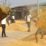 Gulab Bagh mandi, the largest maize trading center in Purnea district. Traders are making a killing on high demand but cultivators complain of low prices (Photo by Mohd Imran Khan)