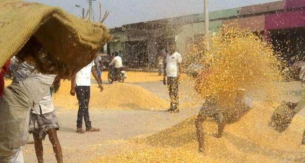 Gulab Bagh mandi, the largest maize trading center in Purnea district. Traders are making a killing on high demand but cultivators complain of low prices (Photo by Mohd Imran Khan)