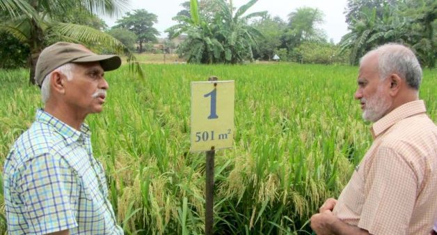 The farm at Saguna, where the new rice-growing technique was introduced by Bhadsavle (left), attracts scientists like the former director of Indian Council of Agricultural Research (Photo by Hiren Kumar Bose)