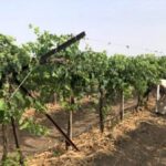 A Kadwanchi vineyard being watered through drip irrigation and with the roots covered by straw to minimize evaporation (Photo by Joydeep Gupta)