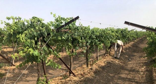 A Kadwanchi vineyard being watered through drip irrigation and with the roots covered by straw to minimize evaporation (Photo by Joydeep Gupta)