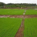 Rice nursery mats await transplantation at St Estevam Island, Goa, in 2019 (Photo by Pamela D’Mello)