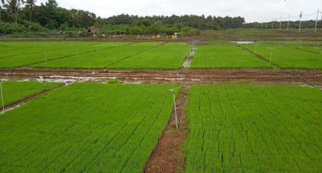 Rice nursery mats await transplantation at St Estevam Island, Goa, in 2019 (Photo by Pamela D’Mello)