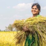 Many farmers are now growing traditional rice varieties as market linkages improve (Photo by Sahaja Samrudha)